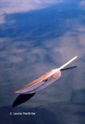 Flight of Fancy Feather floating on water, with a raindrop on top of it
