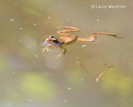 Red-legged frog floating in a pond