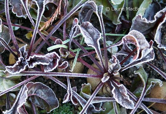 Beets in a garden with frost covering them