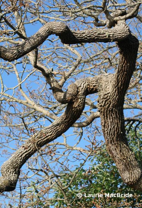 Garry oak tree limbs