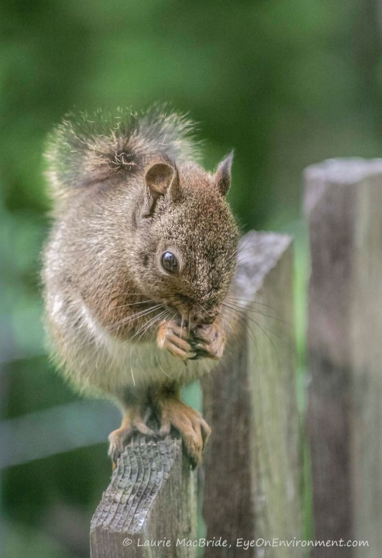 squirrel with seed, closeup