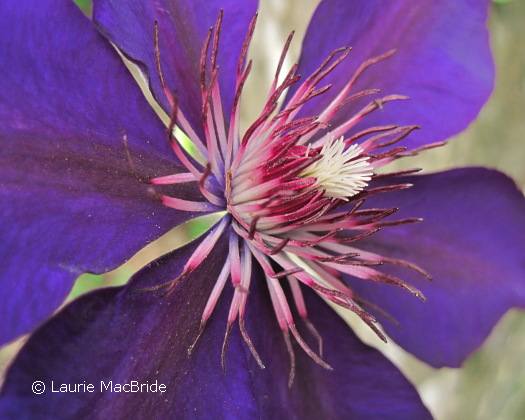 Clematis flower