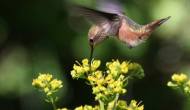 Frequent Flyer Extraordinaire: Rufous&nbsp;Hummingbird