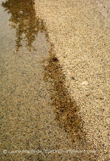Pebble shoreline with reflection of trees in water