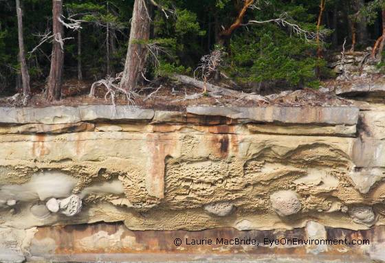 Life on the Edge Trees on edge of cliff, Valdes Island