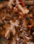 Fall Leaves, Garry&nbsp;Oak