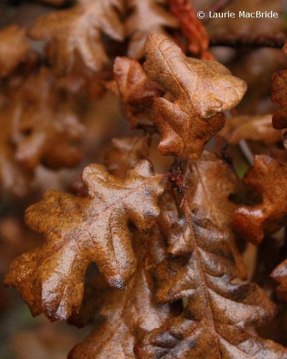 Garry oak leaves in fall