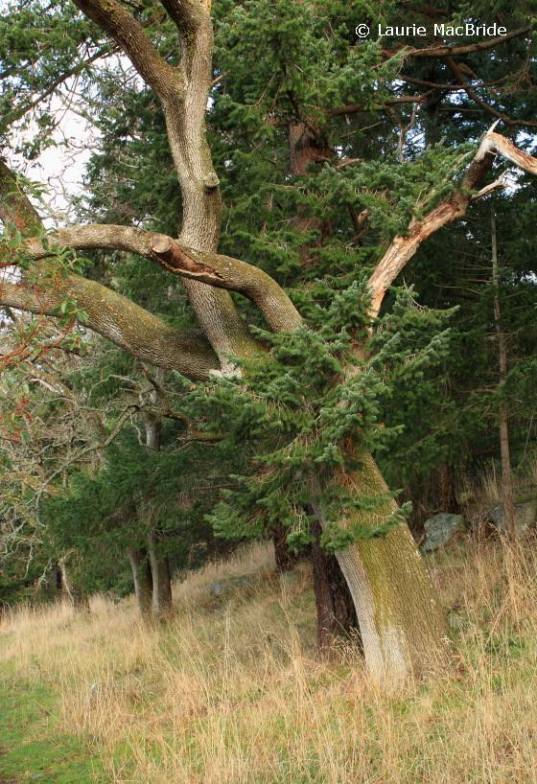 Garry oak with other trees