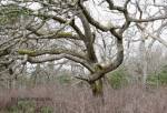 Oak Tangle