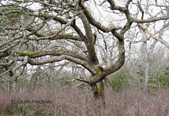 Garry oak trees