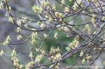 Indian plum blossums and branches