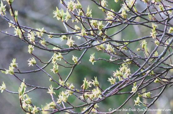 Indian plum blossums and branches