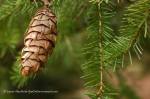Douglas fir cone and branches