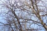 Trembling aspens in winter