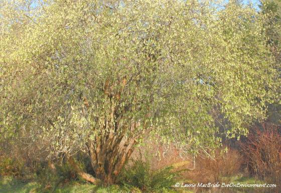 Indian plum tree in flower, Gabriola Island