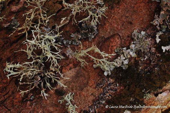 Lichens on bark of Indian plum