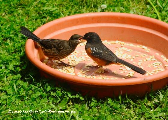 Spotted towhee feeding chick