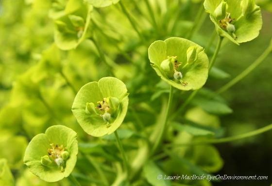 Euphorbia flowers
