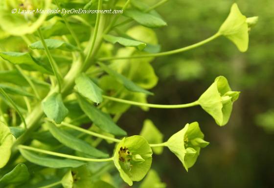 Euphorbia (spurge) in the spring