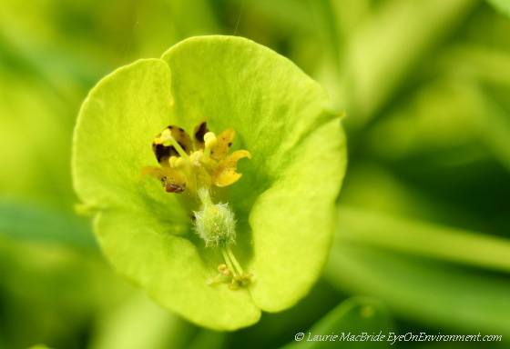 Detail of Euphorbia flower