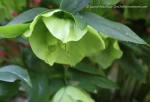 Christmas rose hellebores