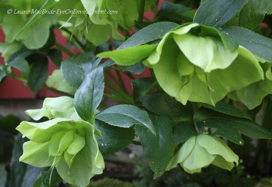 Hellebore (Christmas rose) flowers