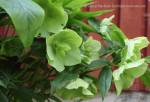 Christmas Rose hellebores