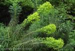 Euphorbia with flowerheads