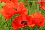 Oriental poppies (Papaver orientale)