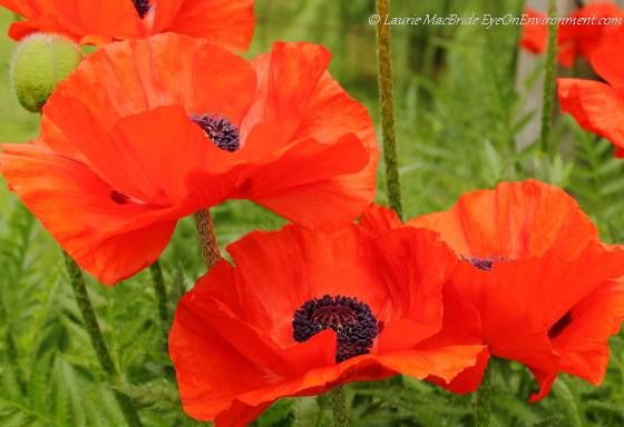 Oriental poppies (Papaver orientale)