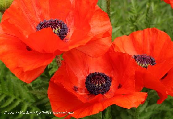 Oriental poppies (Papaver orientale)