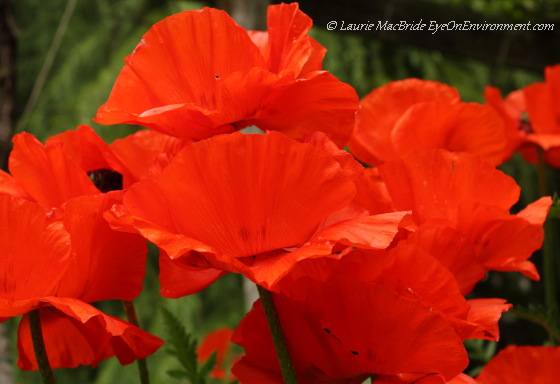 Oriental poppies (Papaver orientale)