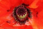 Detail of poppy flower