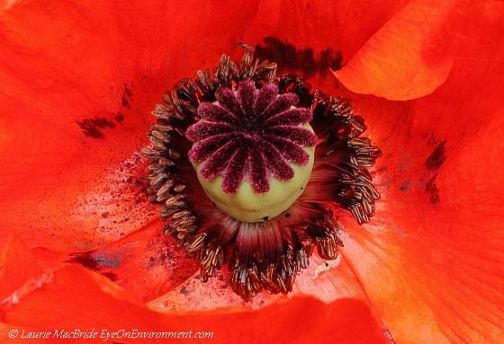 Detail of poppy flower