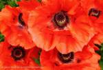Oriental poppies
