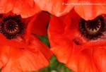 Oriental poppies