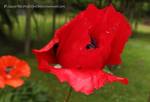 Red Oriental poppy with orange one in background
