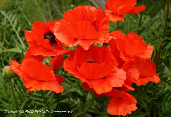 Oriental poppies (Papaver orientale)