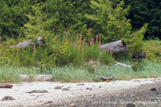 Rotting house posts with beach below