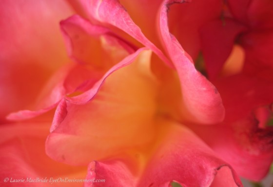 Rose close-up