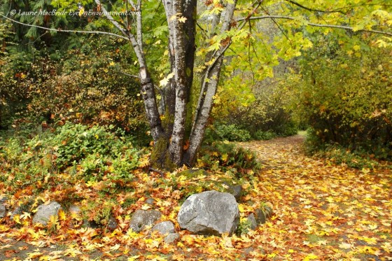 Maple leaves on the driveway