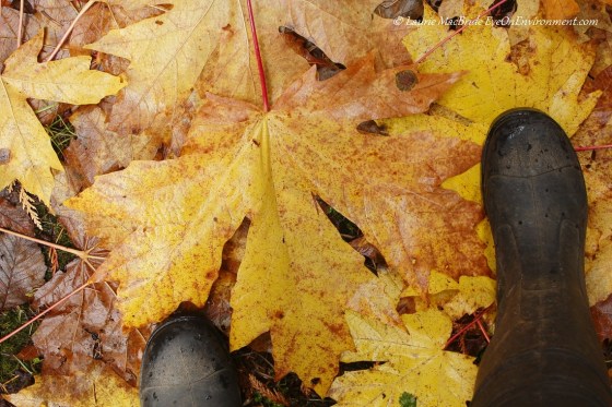 Bigleaf maple leaves measured against my feet