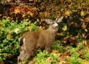 Black-tailed buck deer in fall leaves