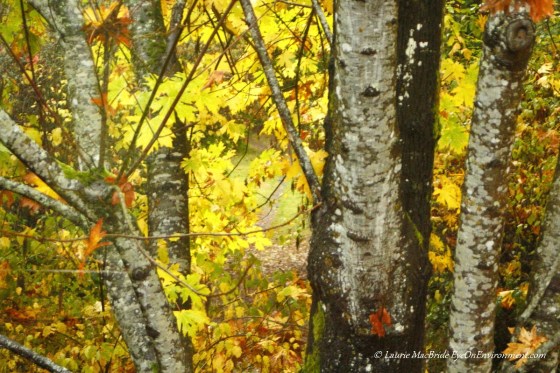 View through the maple tree in fall