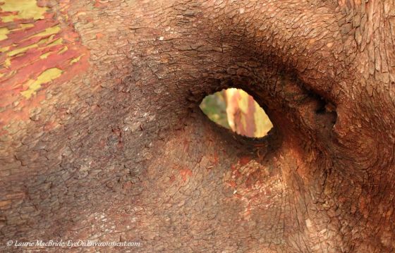 Looking through a hole in an arbutus tree trunk