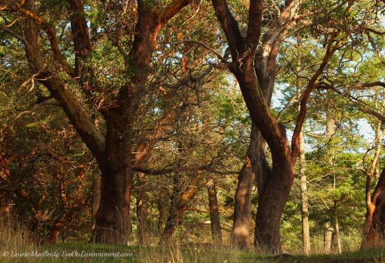 Arbutus trees on Gabriola Island