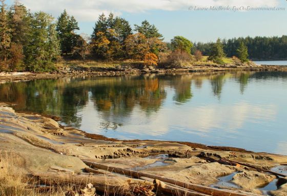 Shoreline at Drumbeg Park