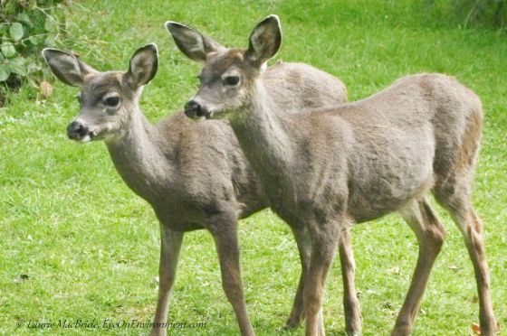 Twin Black-tailed deer fawns with antler buds