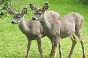 Twin Black-tailed deer fawns with antler buds