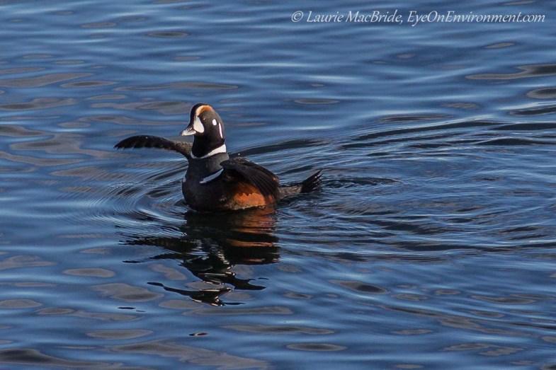 Harlequin with winds outstretched